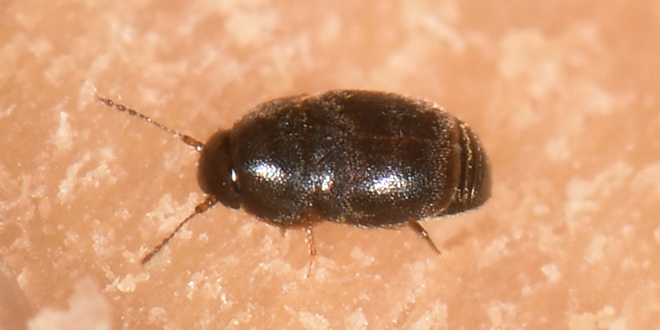 Ptiliidae?